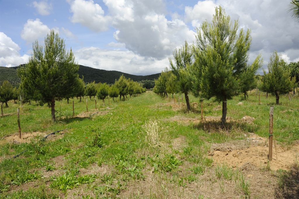 cipriani tartufi, продукты с трюфелем