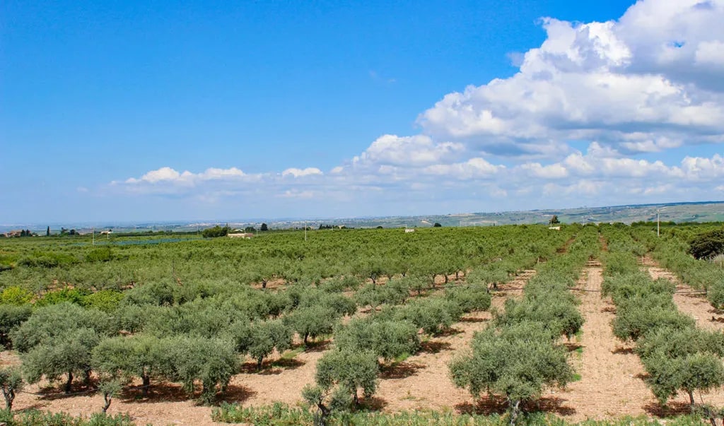 Campo d'Oro - готовые соусы, овощная и фруктовая консервация