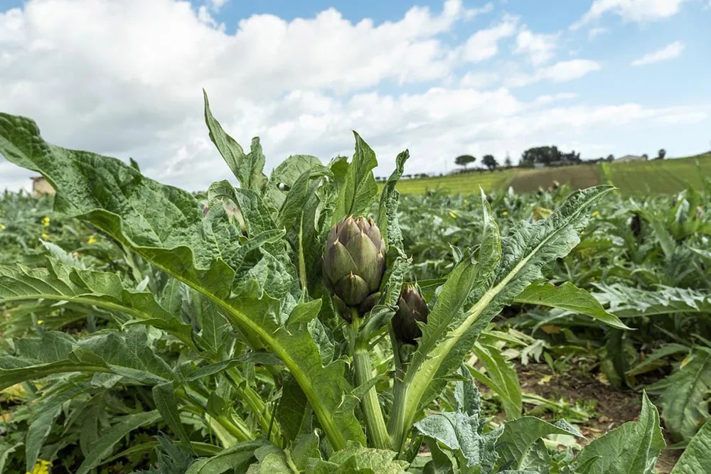 Campo d'Oro - готовые соусы, овощная и фруктовая консервация