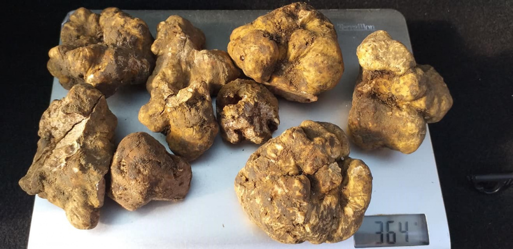 cipriani tartufi, продукты с трюфелем